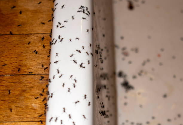 Wasp Removal Services in Cape Charles, VA