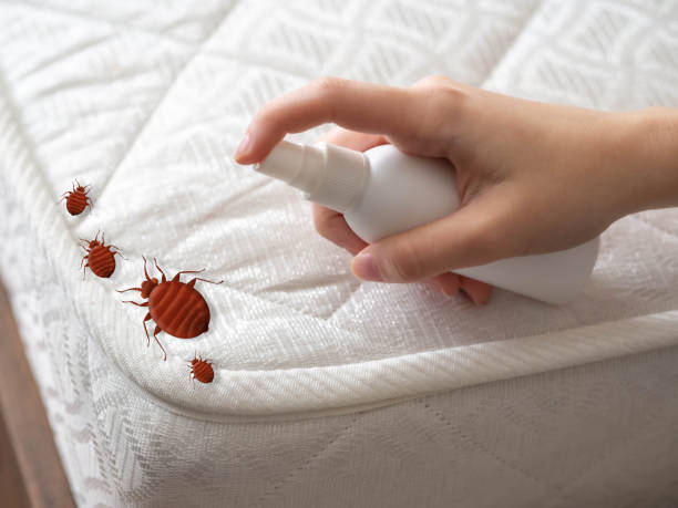 Best Pest Removal Services  in Cape Charles, VA