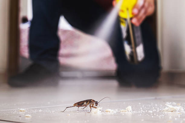Best Affordable Pest Control Services  in Cape Charles, VA