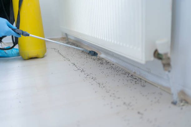 Best Pest Control Near Me  in Cape Charles, VA